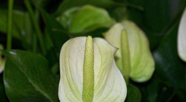 白掌有花苞了叶子需要喷水吗