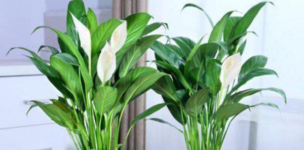 白掌有花苞了叶子需要喷水吗