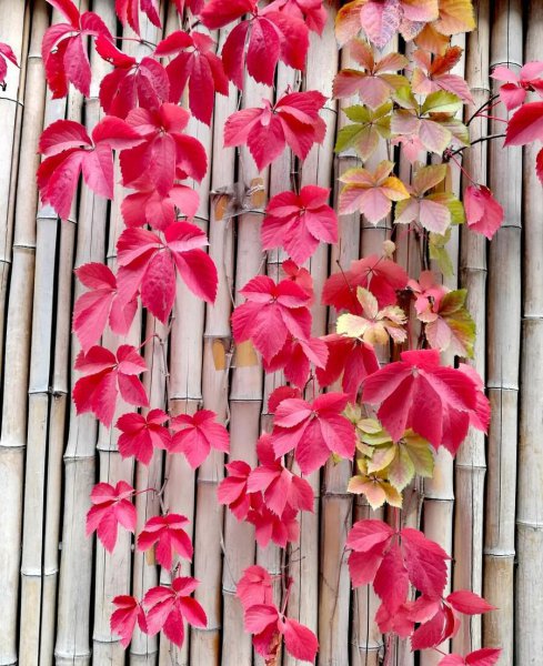 你若盛开清风自来是什么心态