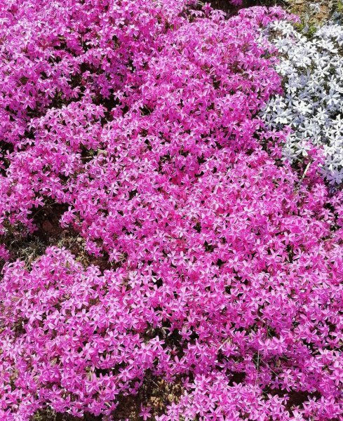 你若盛开清风自来是什么心态