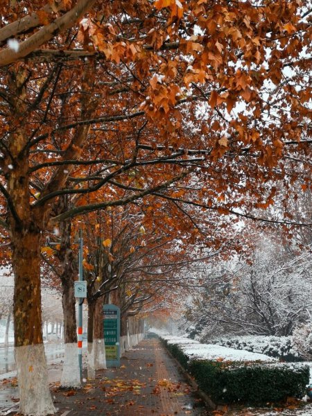 你若盛开清风自来是什么心态