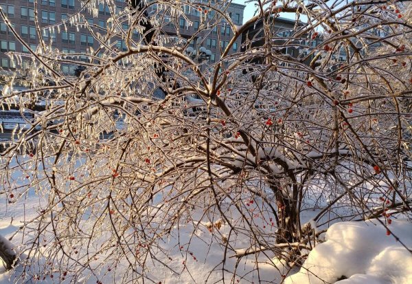 你若盛开清风自来是什么心态