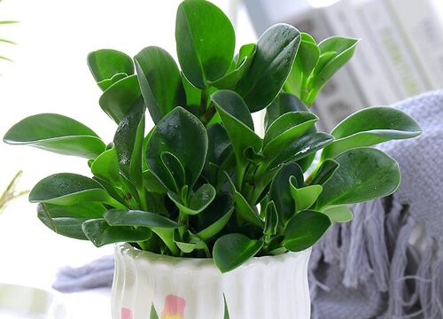 碧玉的养殖方法和注意事项有哪些