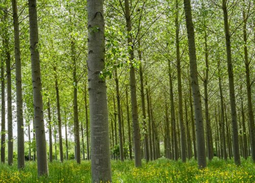 杨树是什么树种类