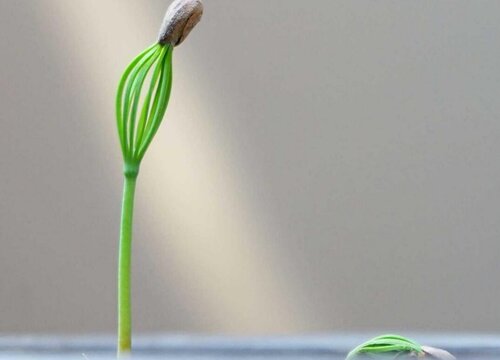 松子怎么发芽快