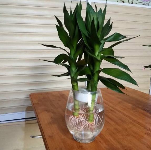 富贵竹几天换一次水最佳