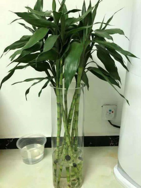 富贵竹几天换一次水最佳