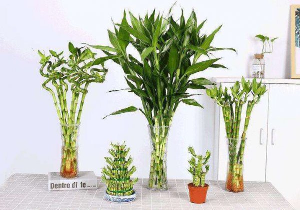 富贵竹几天换一次水最佳