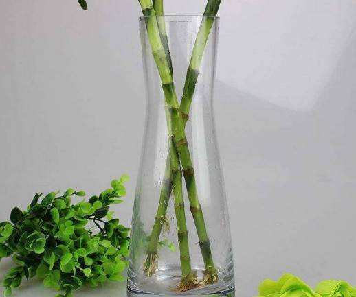 富贵竹几天换一次水最佳