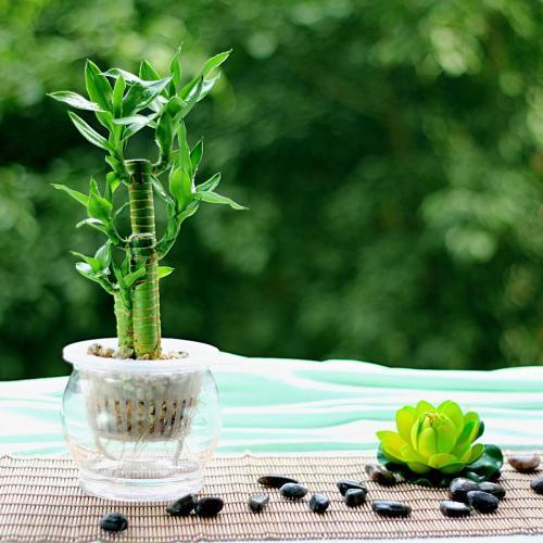 富贵竹几天换一次水最佳