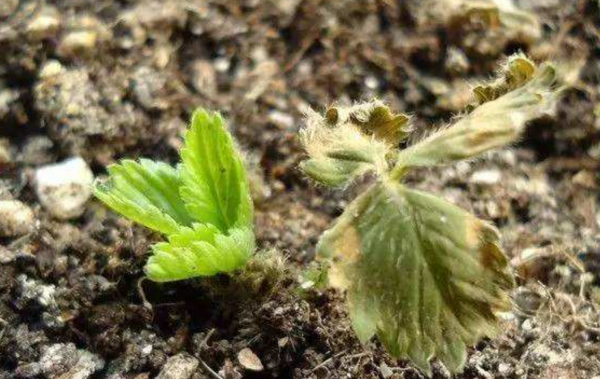 草莓叶子发黄干枯是怎么回事