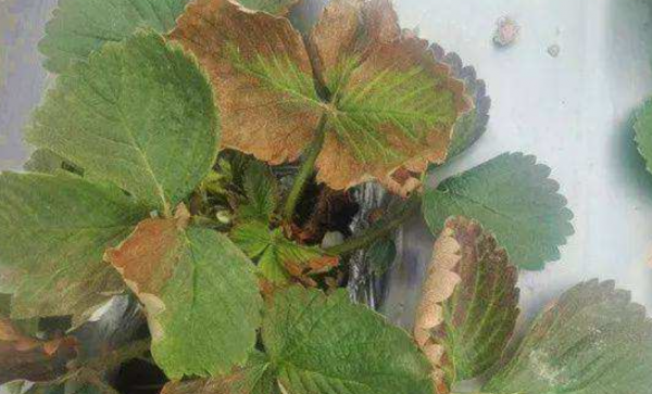 草莓叶子发黄干枯是怎么回事