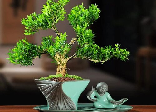 雀舌黄杨耐寒吗