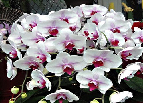 蝴蝶兰盆底垫什么基质排水保湿可壮根