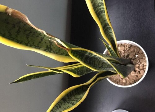 卧室养花都有哪些讲究呢