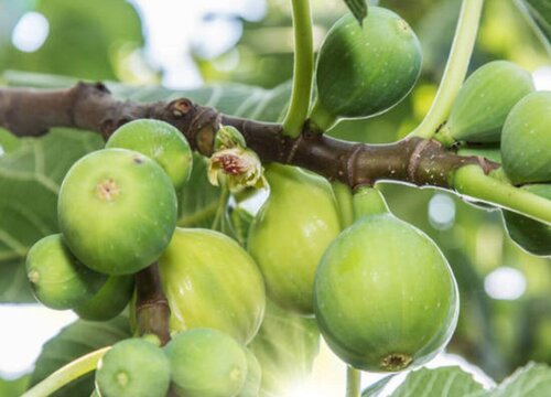 润肺的水果有哪些