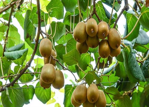 秋天果实有哪些水果