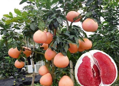 秋天果实有哪些水果