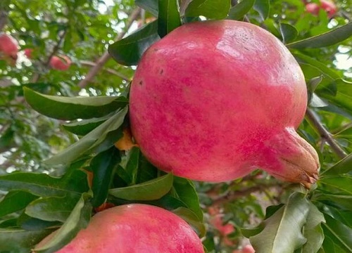 秋天果实有哪些水果