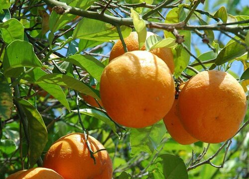 秋天果实有哪些水果