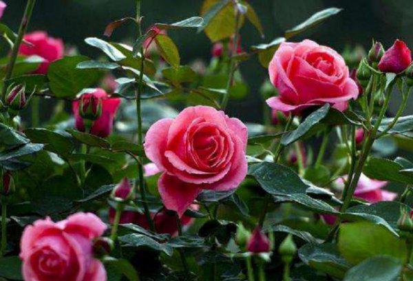 北方地栽月季冬天怎么过冬