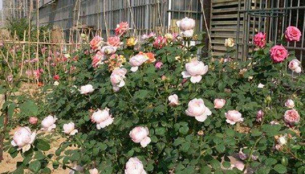 北方地栽月季冬天怎么过冬