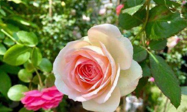 北方地栽月季冬天怎么过冬