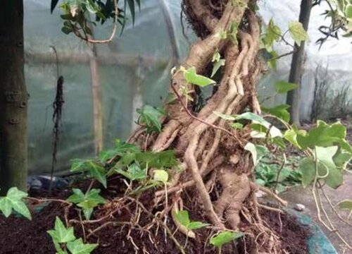 常青藤可以水培吗