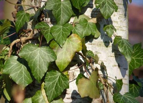 常青藤可以水培吗