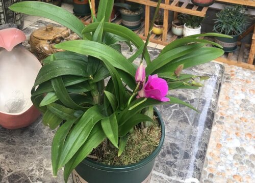 石斛兰适合家里养吗