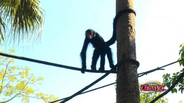 狒狒和猩猩和猴子的区别