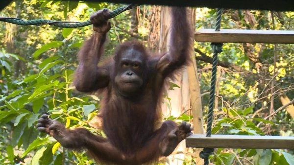 狒狒和猩猩和猴子的区别