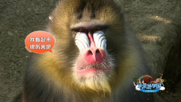 狒狒和猩猩和猴子的区别