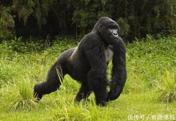 狒狒和猩猩和猴子的区别