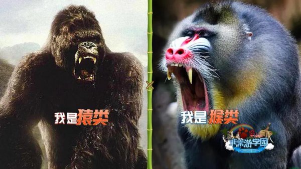 狒狒和猩猩和猴子的区别