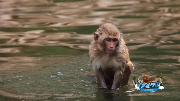 狒狒和猩猩和猴子的区别