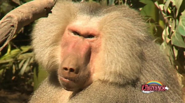 狒狒和猩猩和猴子的区别