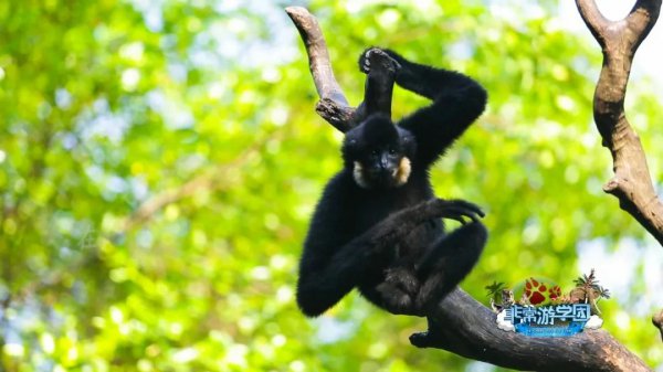 狒狒和猩猩和猴子的区别