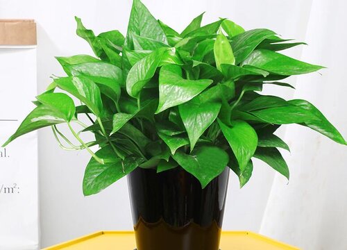 绿萝适合在卧室里面养吗