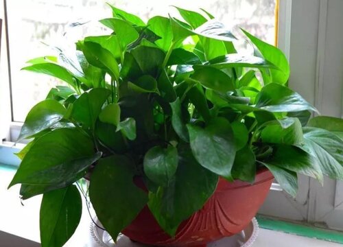 绿萝适合在卧室里面养吗