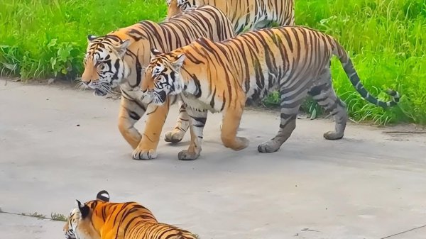 哈尔滨玩的地方哪里比较值得去