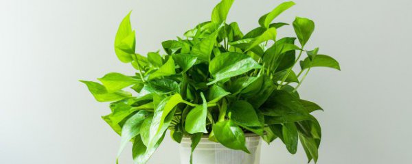 卧室内适合养什么水生花