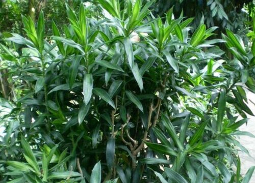 百合竹的风水禁忌及作用