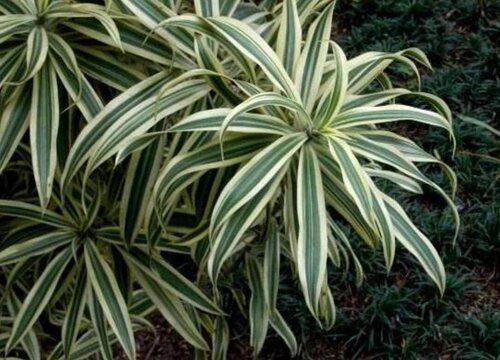 百合竹的风水禁忌及作用