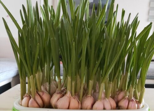 大蒜发芽了可以吃吗