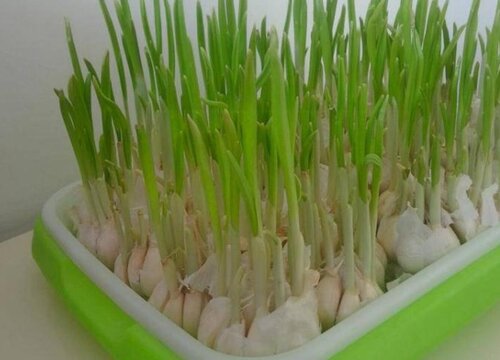 大蒜发芽了可以吃吗