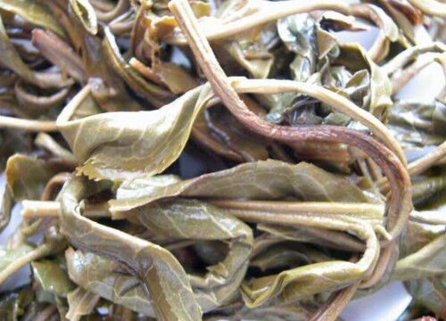 普洱茶是什么树的叶子