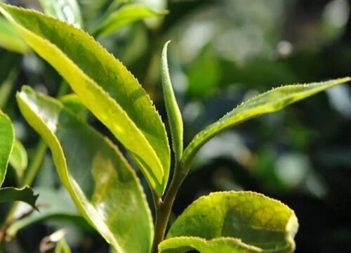 普洱茶是什么树的叶子