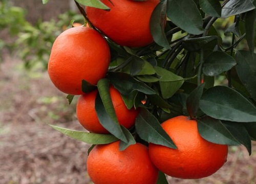 沃柑什么时候剪枝最好