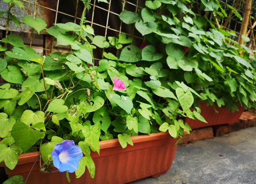 牵牛花怎么种植方法